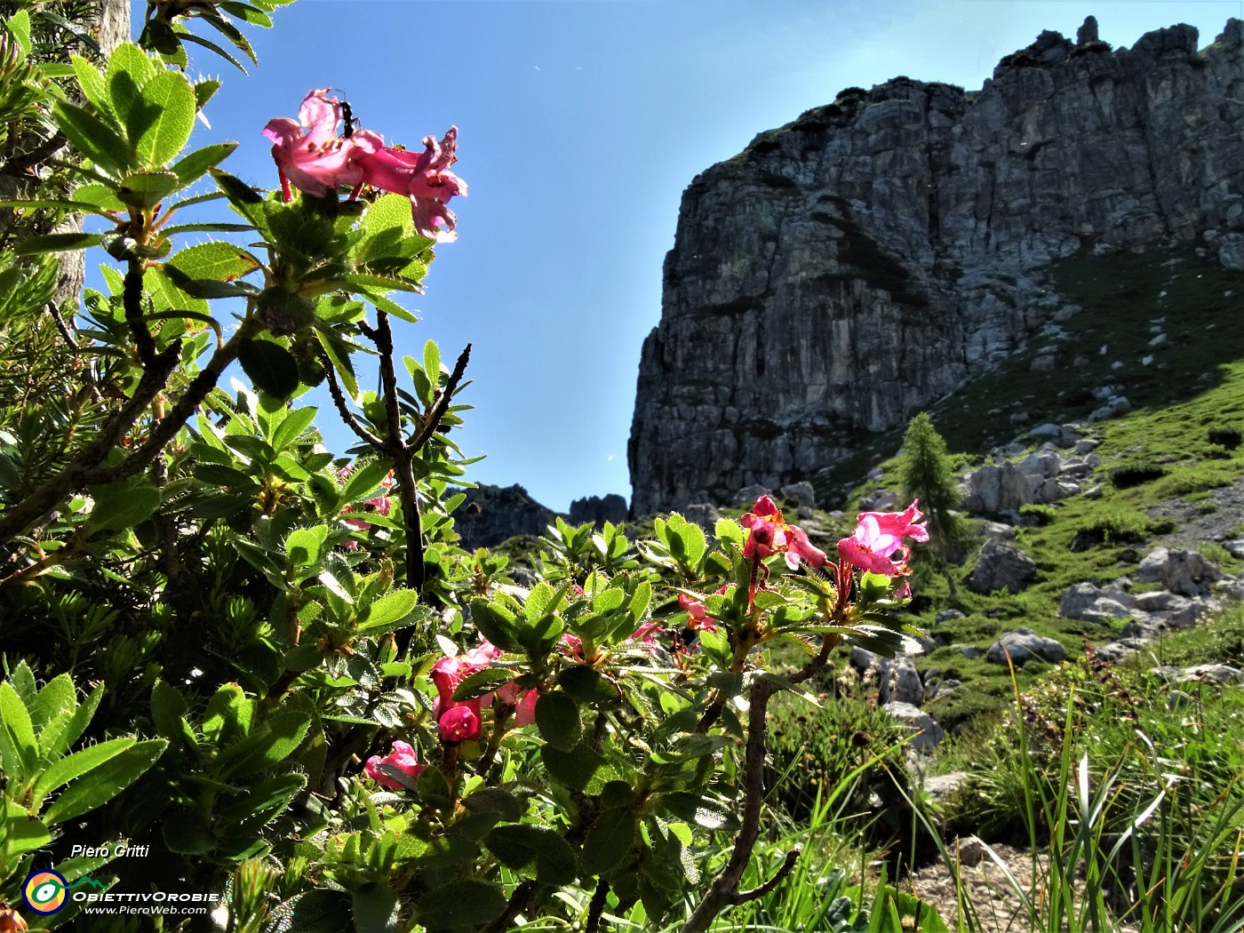 30 Rododendro peloso (Rhododendron hirsutum) con la 'Falesia dell'Era Glaciale'.JPG -                                